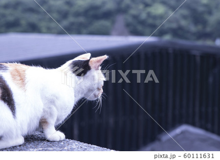 猫 ねこ ネコ 60111631