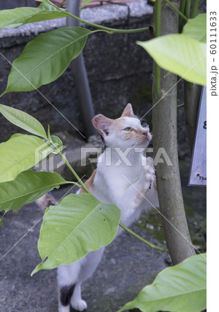 猫 ねこ ネコ 60111633