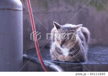 猫 ねこ ネコ 60111660