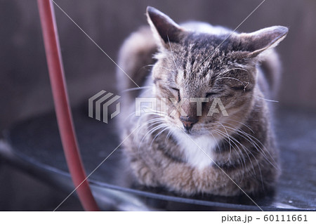 猫 ねこ ネコ 60111661