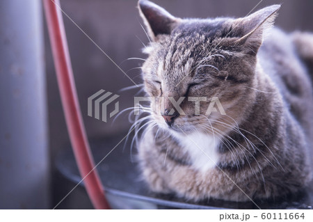 猫 ねこ ネコ 60111664