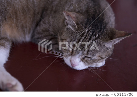猫 ねこ ネコ 60111700