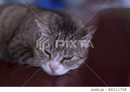 猫 ねこ ネコ 60111708