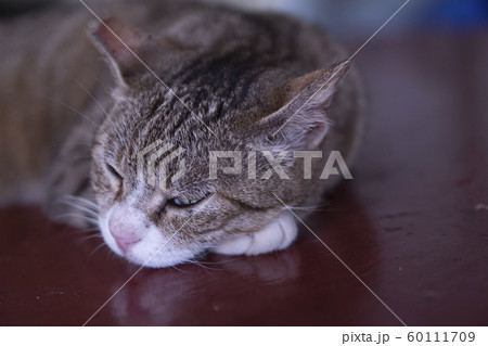 猫 ねこ ネコ 60111709