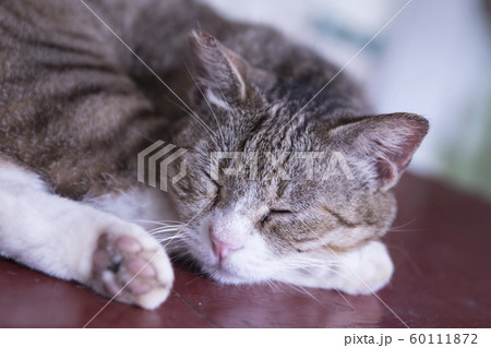 猫 ねこ ネコ 60111872
