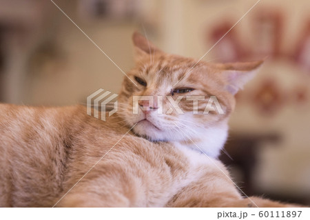 猫 ねこ ネコ 60111897