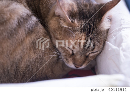 猫 ねこ ネコ 60111912