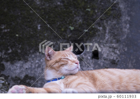 猫 ねこ ネコ 60111933