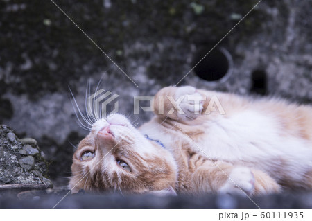 猫 ねこ ネコ 60111935