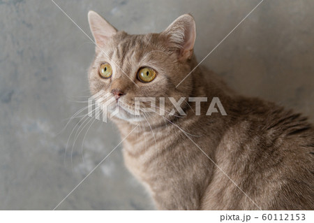 Scottish breed domestic cat close-up on a gray 60112153