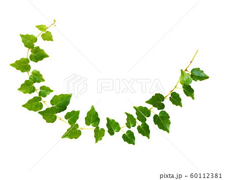 Closeup of waved ivy twig with small green leaves Closeup of waved ivy twig with small green leaves 60112381