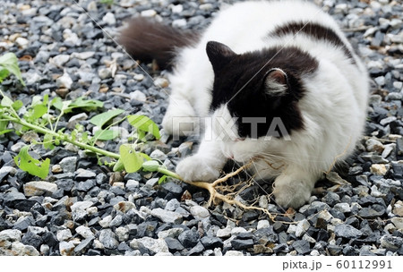 Domestic Cat Eating Indian Acalypha or Cat Grass 60112991