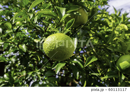 萩の街並み 夏みかん 山口県萩市 萩の街並み 夏みかん 山口県萩市 60113117