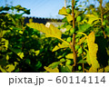 植物 畑 葉 60114114