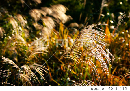 植物 葦 光 60114116