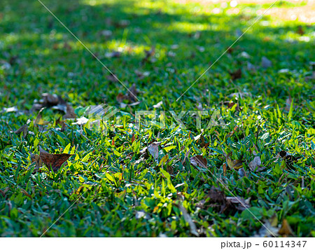 Grass lawn with fallen leaves 60114347