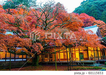 雷山 紅葉と境内 雷山 紅葉と境内 60115653