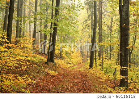 Forest trail in the misty autumn weather Forest trail in the misty autumn weather 60116118
