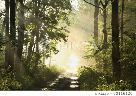 Country road among maple trees through a spring forest in foggy weather during sunrise Country road among maple trees through a spring forest in foggy weather during sunrise 60116120