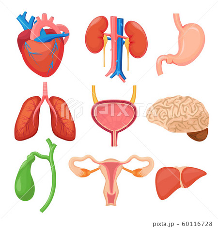 Human organs. Heart kidneys lungs liver stomach anathomy cartoon vector pictures collection 60116728