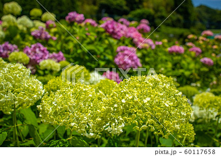 千葉県 服部農園 珍しい紫陽花の写真素材