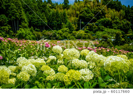 【千葉県】 服部農園 珍しい紫陽花 【千葉県】 服部農園 珍しい紫陽花 60117660