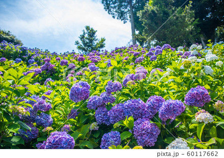 千葉県 服部農園 満開の紫陽花の写真素材