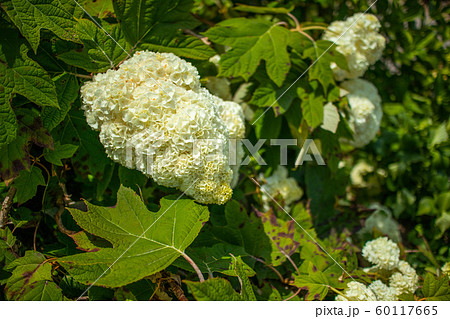 【千葉県】　服部農園　珍しい紫陽花 60117665
