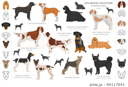 Hunting dogs collection isolated on white clipart. Hunting dogs collection isolated on white clipart. 60117691