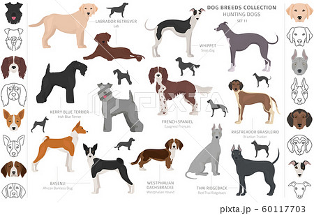 Hunting dogs collection isolated on white clipart. Hunting dogs collection isolated on white clipart. 60117703