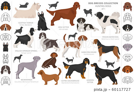 Hunting dogs collection isolated on white clipart. 60117727
