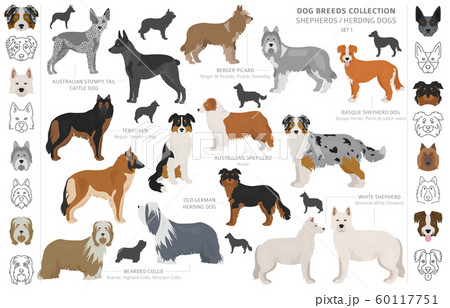 Shepherd and herding dogs collection isolated on Shepherd and herding dogs collection isolated on 60117751