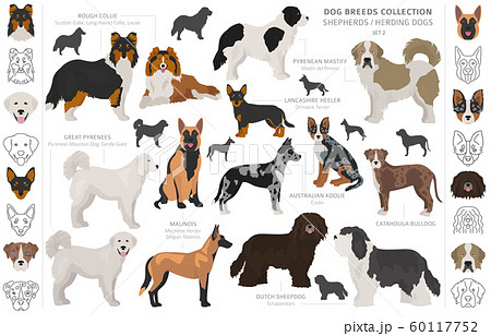 Shepherd and herding dogs collection isolated on 60117752