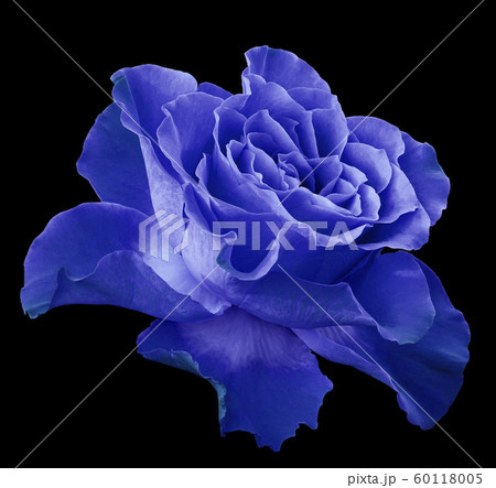 Rose blue flower on black isolated background Rose blue flower on black isolated background 60118005