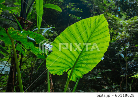 Green leaves in Asian tropical rainforest, Thailand 60119629