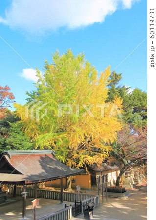 【香川県】 金刀比羅宮 「イチョウ」 【香川県】 金刀比羅宮 「イチョウ」 60119731