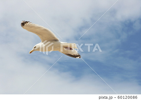 flying gull (Larus flying gull (Larus 60120086