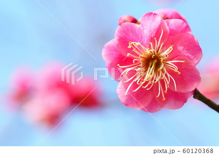 梅の花（唐梅） 60120368