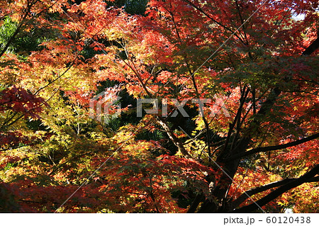 秋 鎌倉の紅葉 円覚寺 秋 鎌倉の紅葉 円覚寺 60120438