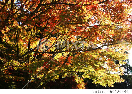秋 鎌倉の紅葉 円覚寺 秋 鎌倉の紅葉 円覚寺 60120446