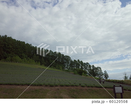 ラベンダー_富良野 ラベンダー_富良野 60120508
