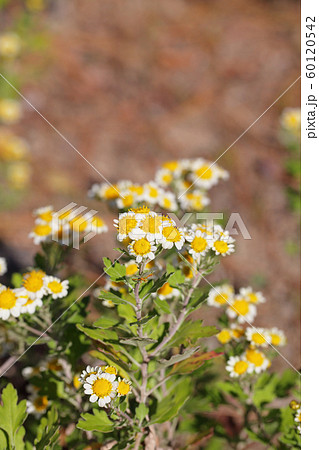 ハナイソギクの花 ハナイソギクの花 60120542