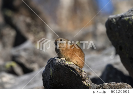 ナキウサギ ナキウサギ 60120601