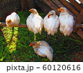 Chicken on the farm 60120616