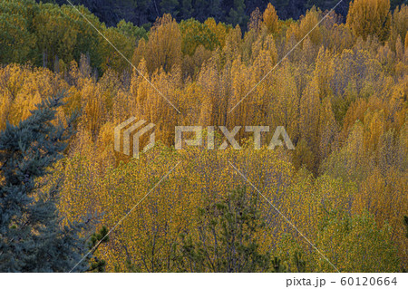 Forest with different trees and collage of autumn Forest with different trees and collage of autumn 60120664