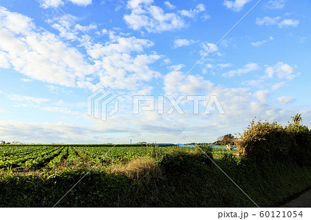 畑（冬） 60121054