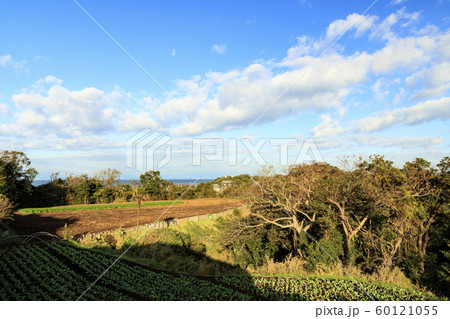 畑（冬） 60121055