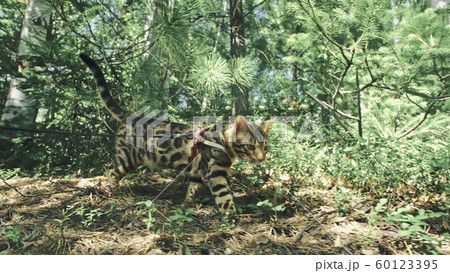 One cat in a city park. Bengal wildcat walk on the forest in collar. Asian Jungle Cat or Swamp or Reed. Domesticated leopard cat. One cat in a city park. Bengal wildcat walk on the forest in collar. Asian Jungle Cat or Swamp or Reed. Domesticated leopard cat. 60123395