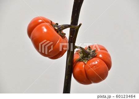 ハナナス 60123464