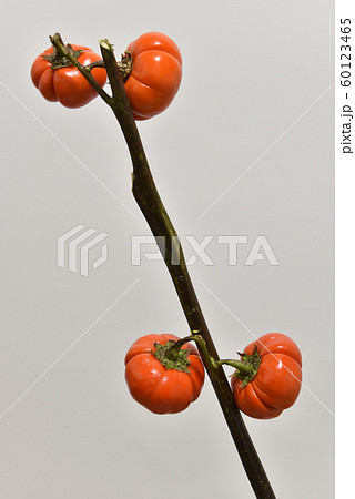 ハナナス 60123465